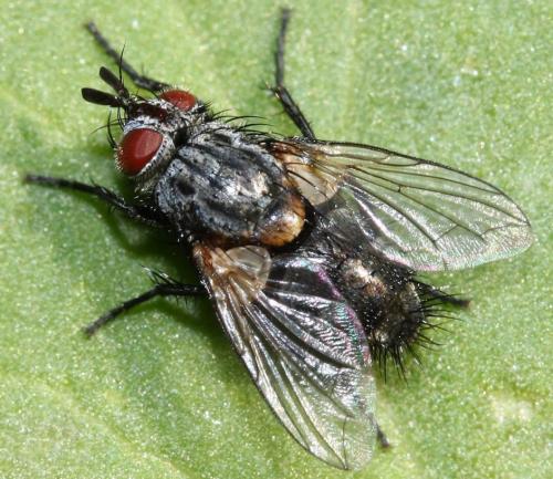 Réf. 190 137 : Linnaemya lithosiophaga